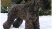 Kerry blue terrier: описание на породата на кучетата